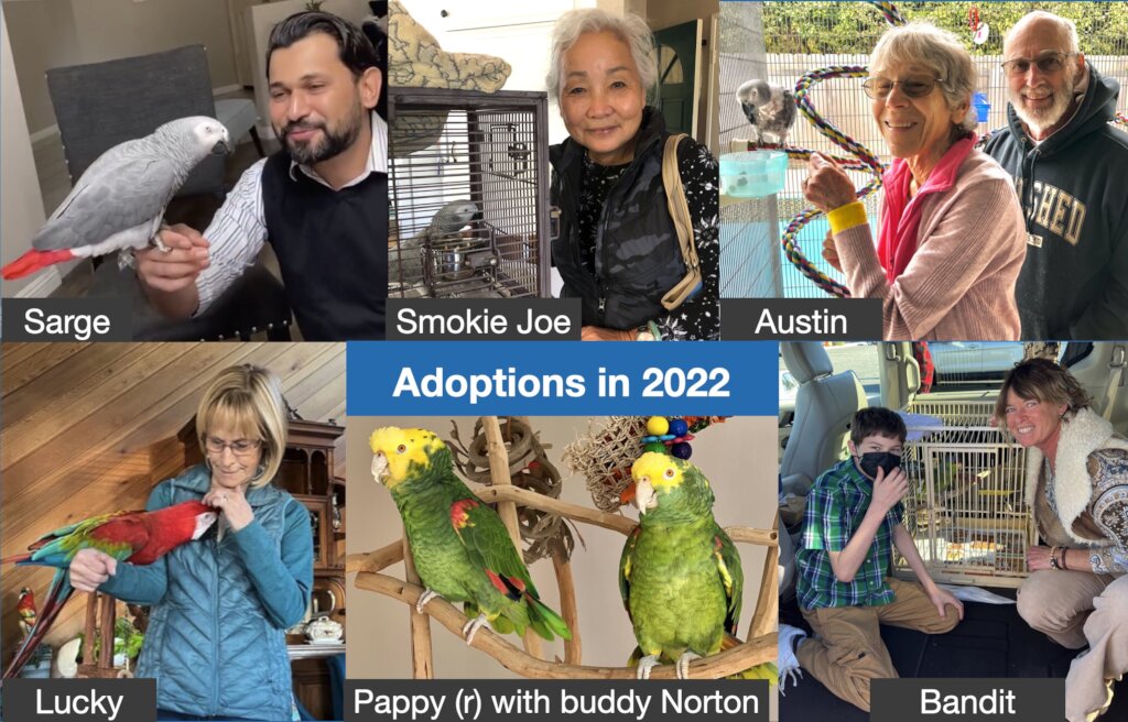 PEAC parrot adoptions in 2022